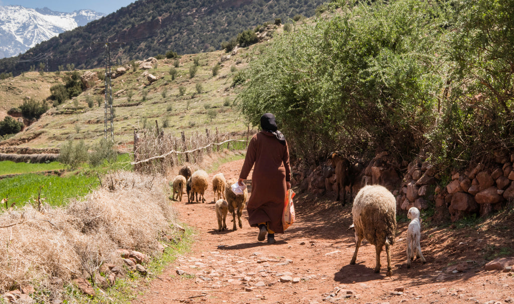 Berber rugs from the heart of the Atlas Mountains